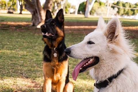 Photo: Sunset Dog Park